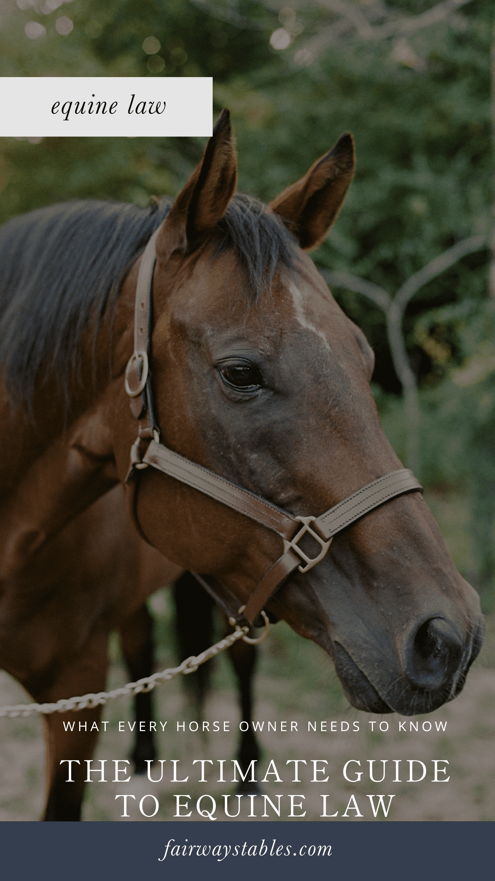 Ultimate Guide To Equine Law