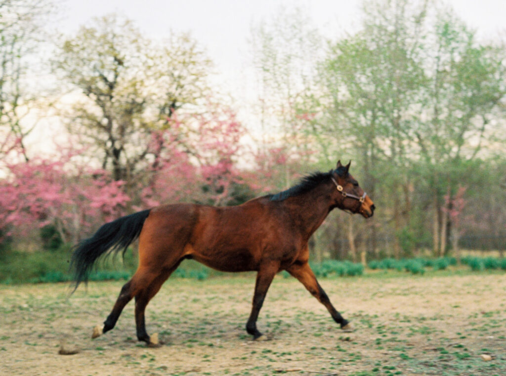 buying a horse: legal considerations