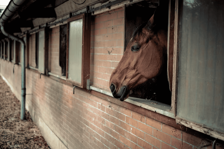 common equine business expenses